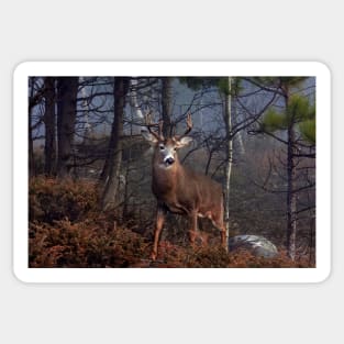 Buck on ridge - White-tailed Deer Sticker